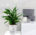 Self Watering Flower Pot